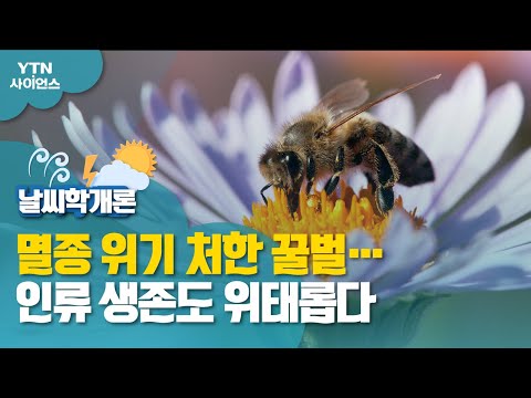, title : '[날씨학개론] 멸종 위기 처한 꿀벌…인류 생존도 위태롭다 / YTN 사이언스'