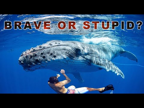 RISKING OUR LIVES to rescue ENTANGLED WHALE!! (Episode 205)