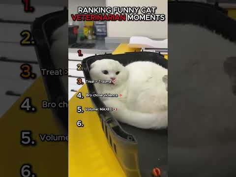 Top 6 Hilarious Cat Reactions at the Vet! 😂 #shorts