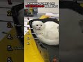 Top 6 Hilarious Cat Reactions At The Vet Shorts