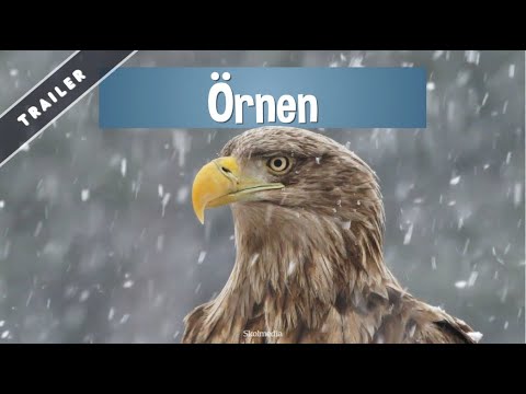 Trailer - "Svenska djur - Örnen" från Skolmedia