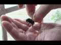 GIANT Bumble Bee Rescue & Release - Picked Up By Hand & High Five