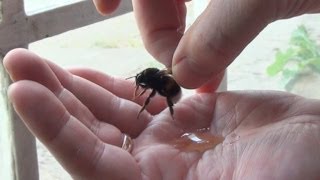 GIANT Bumble Bee Rescue &amp; Release - Picked Up By Hand &amp; High Five