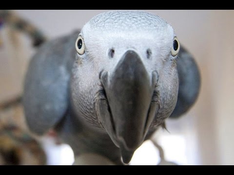 Perroquets drôles dansent compilation 2015 - hiboux mignons - 720p