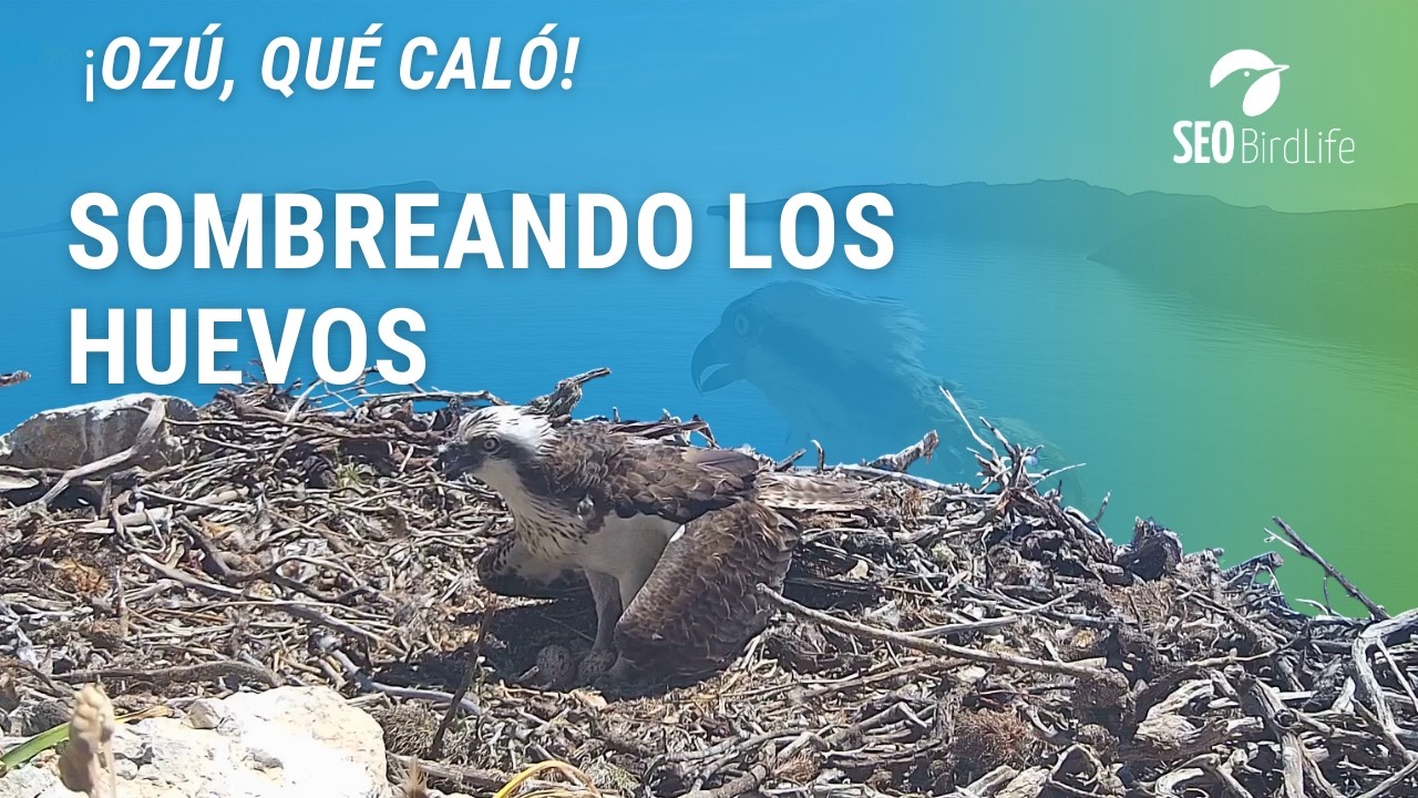 SOMBREANDO LOS HUEVOS 🥚🥚🦅· Águila pescadora · P.N. Cabrera - Osprey Spain