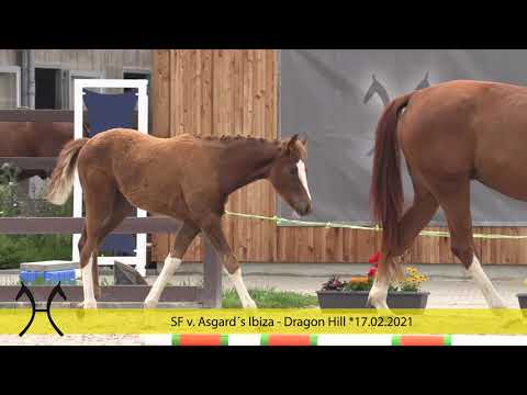 SF Asgards Ibiza Dragon Hill