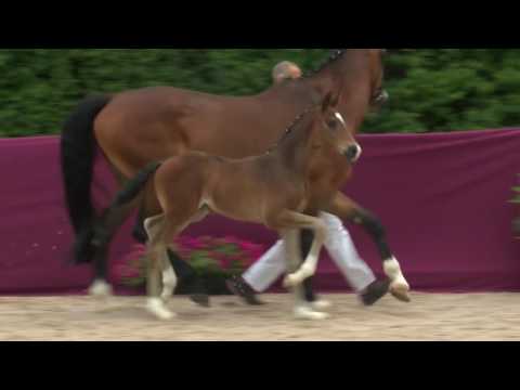 KN 36 Fendrich Hf v. Feinrich - San Landino