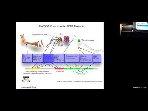 MIT Deep Learning Genomics - Lecture 7 - Regulatory Logic (Spring 2020)