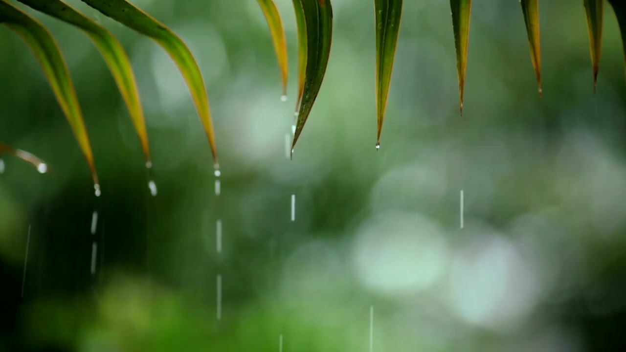 Calm Piano Music with Rain Sounds | Relaxing Sleep Music😴 Relax, Study, Work
