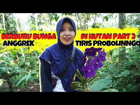 , title : 'BERBURU BUNGA ANGGREK DI HUTAN #PART2 HUTAN TIRIS PROBOLINGGO'