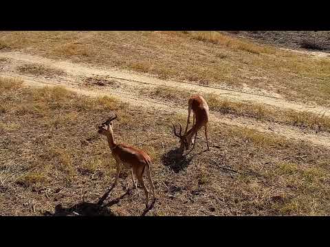Djuma: Impala herd - 10:15 - 07/12/21