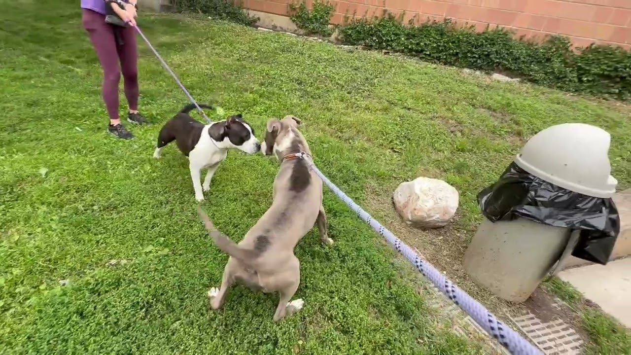 Lamington's Leash Test