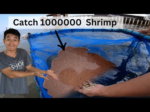 How to catch Millions of Shrimp | Netting MILLIONs of saltwater SHRIMP