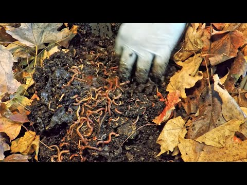 Two youngest 74- & 41-day old red wiggler worm bins fed - vermicomposting