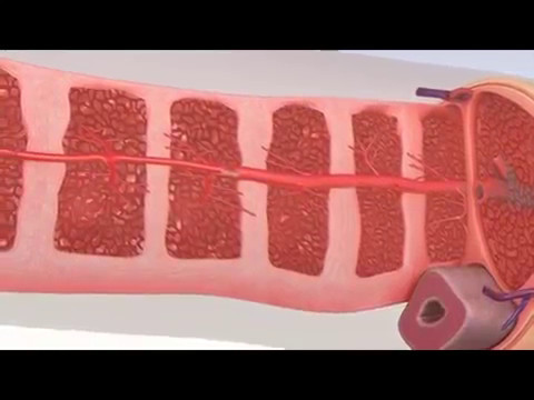 Api Podmore come fare una cura per la prostatite Come fare una biopsia della prostata negli uomini