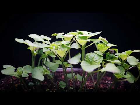 Chia plant growing time-lapse