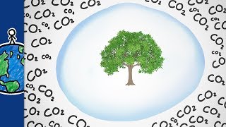 How Much Air Can A Tree Hold? #TeamTrees