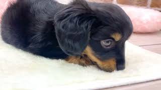 ハーフ犬の動画01