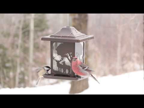 Pine Grosbeak | Males and Females at the Feeder