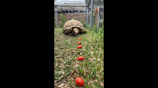 One of our tortoises playing Pac-Man with cherry tomatoes
