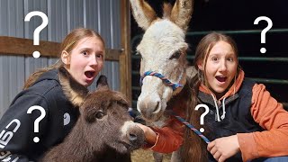 5 Hour Road Trip • Farm Sisters are Finally Getting Donkeys!? 🫏