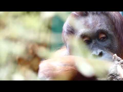 Orangutan Affen Baby Nachwuchs Jungtier Affe geboren Orang Utan Pongo Tiergarten Zoo Schönbrunn