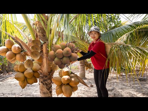 Harvesting Coconuts to Sell at the Market – Bread Salad | Lucia's Daily Life