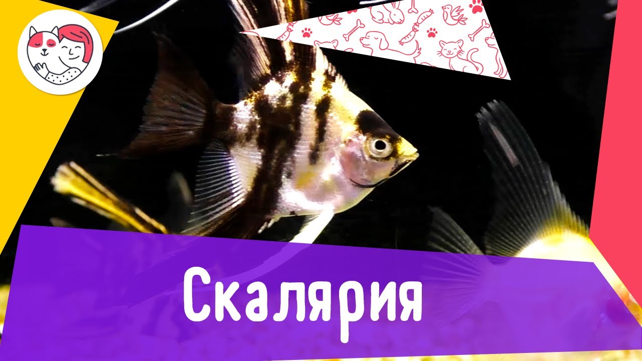 Аквариумная рыбка скалярия. Особенности. Уход.