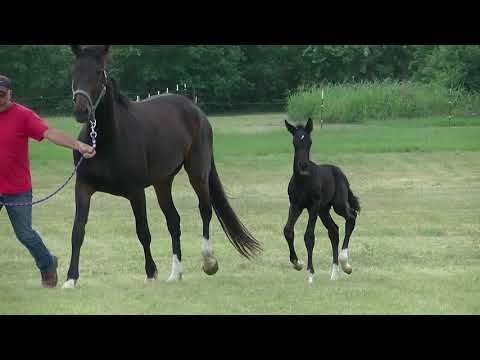 Ruger (Gaudi x Qredit x Diamond Stud)