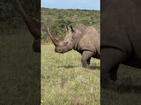 5 حيوانات ماتختاف من الأسود