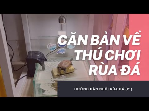Chia sẻ về nuôi rùa đá - P1