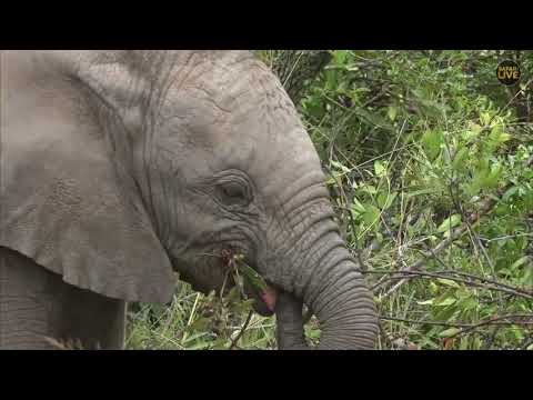A tiny elephant calf practises eating real leaves!
