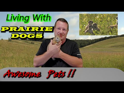 YouTube video about: Can prairie dogs be potty trained?