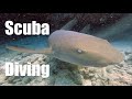 GoPro HERO10 Diving The Florida Keys In 5K Sharks Turtles Rays And MORE