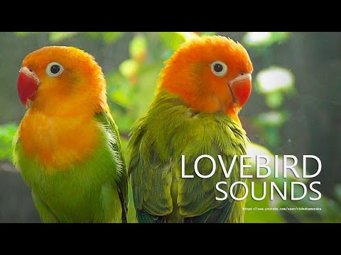 Lovebirds Chirping Sounds - Green Opaline and Dark Green Opaline - Orange-Head Duo