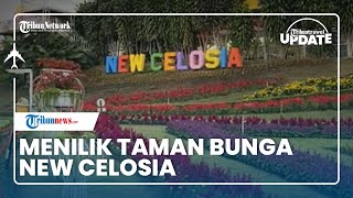 Menilik Taman Bunga New Celosia di Semarang, Wisata Kebun Bunga di Lereng Gunung Ungaran