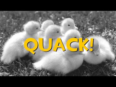 download lagu mp3 mp4 Bonus Ducks, download lagu Bonus Ducks gratis, unduh video klip Bonus Ducks
