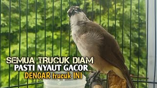Download lagu Trucuk BETINA memanggil Jantan Suara Birahi Ngecuplik 100% pancingan trucukan gacor agar BUNYI EMOSI mp3