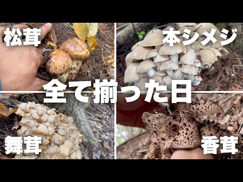 アンズタケ 9月に採れるキノコ 10月の特徴 カレンダーの採り方のヒント