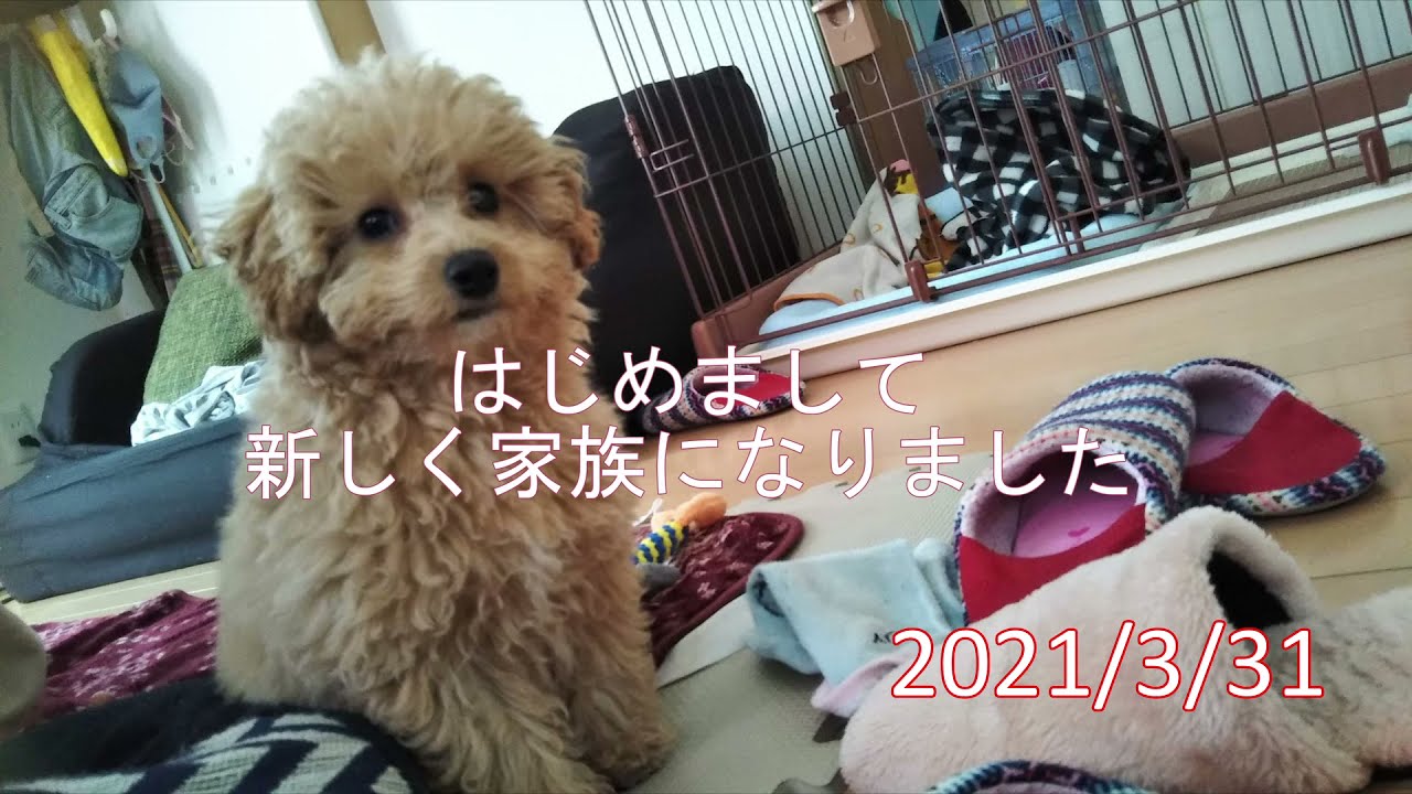 家族がふえました♪