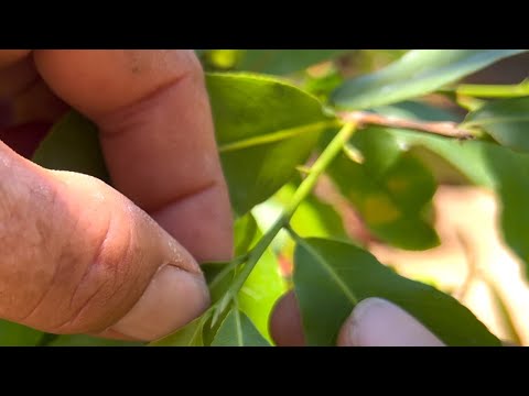 Đầu tháng 7 mai chưa có nụ kim có chơi Tết kịp không cách xử lý