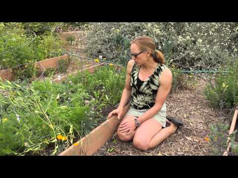 , title : 'How to Pinch Pepper Plants : Green Savvy'