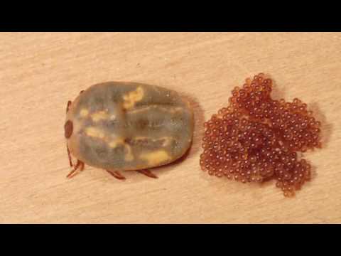 Operation  Protect Our Pets   Dealing with Ticks