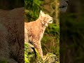 Lynx 🐆: Movements & Moments