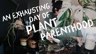 2.5 hours of plant things! making a mixed planter, orchid remount & spider mite treatment
