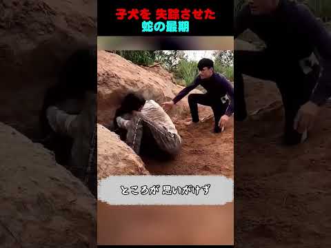 子犬を 失踪させた蛇の最期