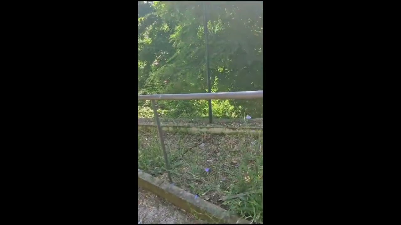 Velletri, ancora degrado nell’area sgambamento cani di Villa Ginnetti (VIDEO)
