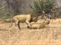 Lions Mating Katavi National Park Tanzania