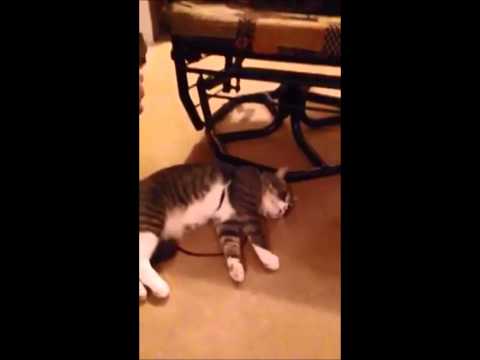 Funny cat videos - Cat Playing Dead