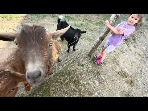 Video Thumbnail for Visiting farm to table in Woodstock CT.